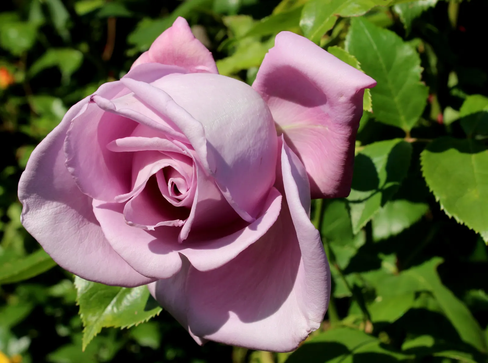 Blue Moon Hybrid Tea Rose (Rosa 'Blue Moon') — Ideal for borders and as a standout focal point in any garden setting