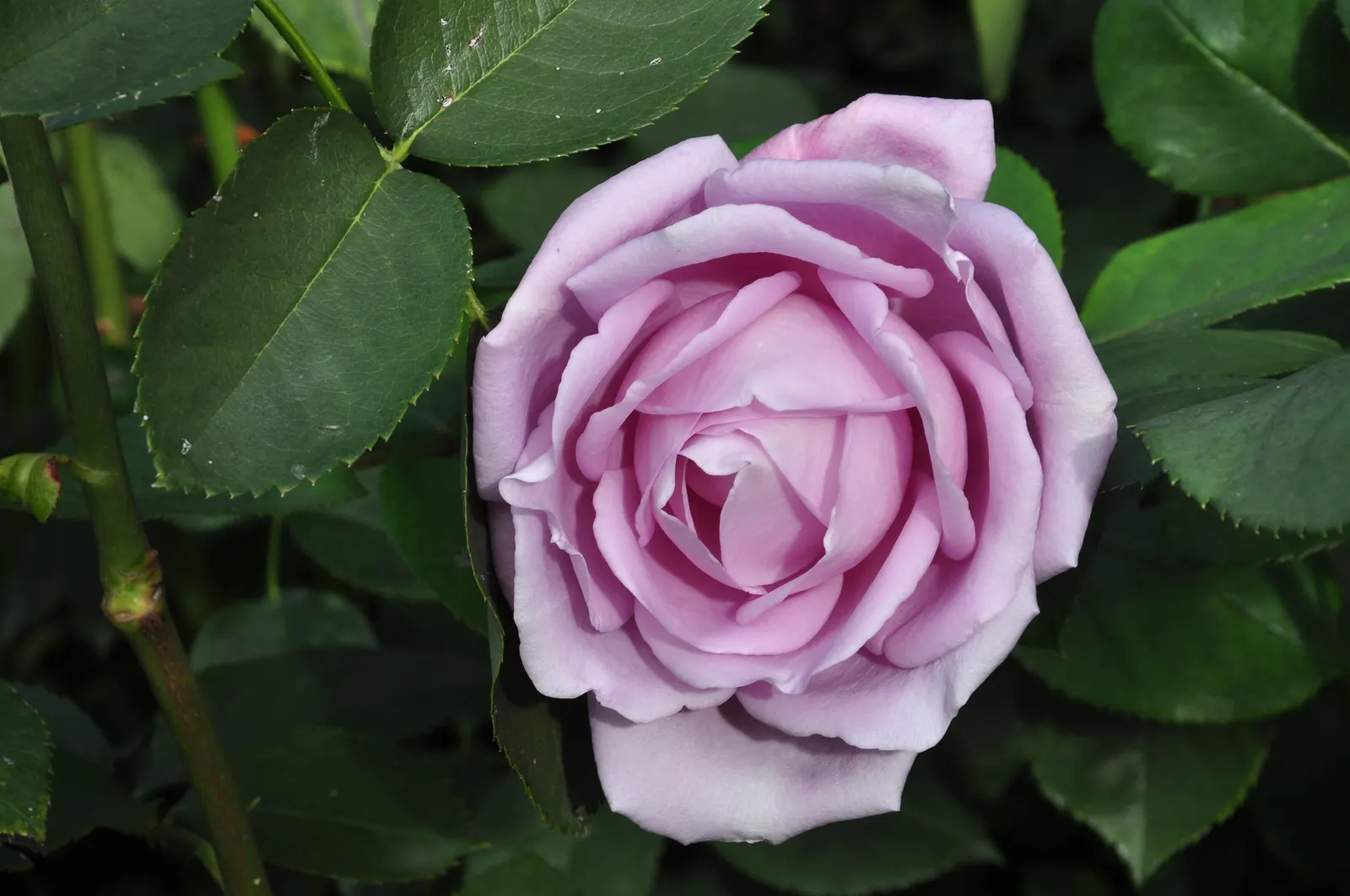 Blue Moon Hybrid Tea Rose (Rosa 'Blue Moon') — Hardiness falls within USDA zones 7 to 9