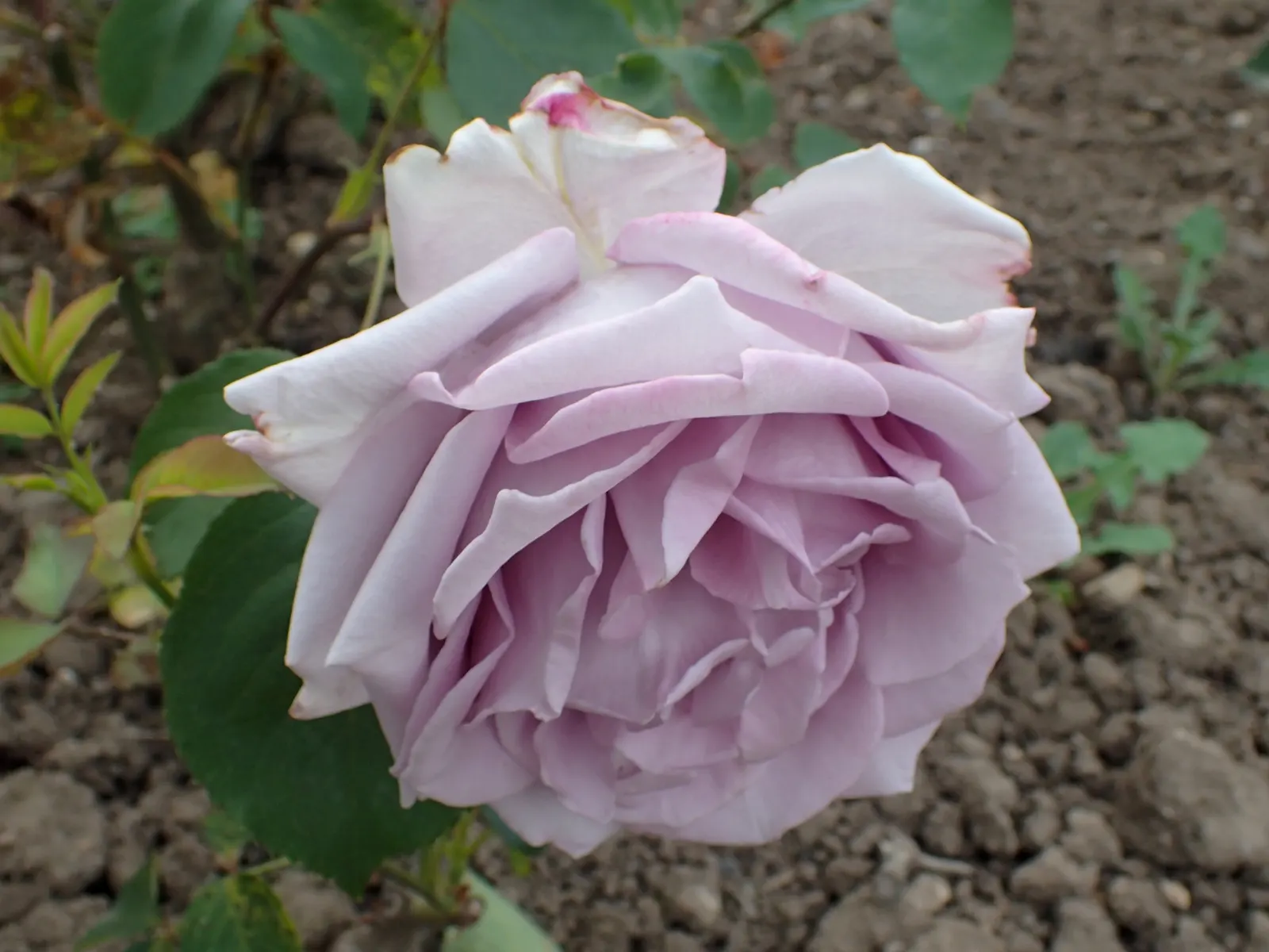 Blue Moon Hybrid Tea Rose (Rosa 'Blue Moon') — upright stems that can grow between 30 to 36 inches tall with a similar spread