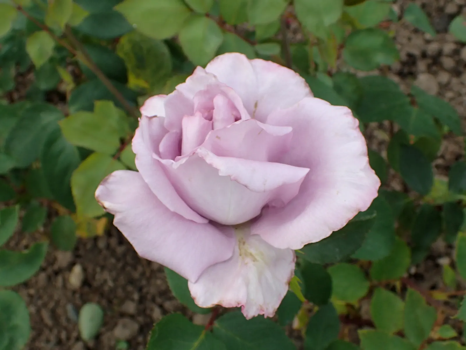 Blue Moon Hybrid Tea Rose (Rosa 'Blue Moon') — This hybrid tea rose provides a striking visual for any landscape design