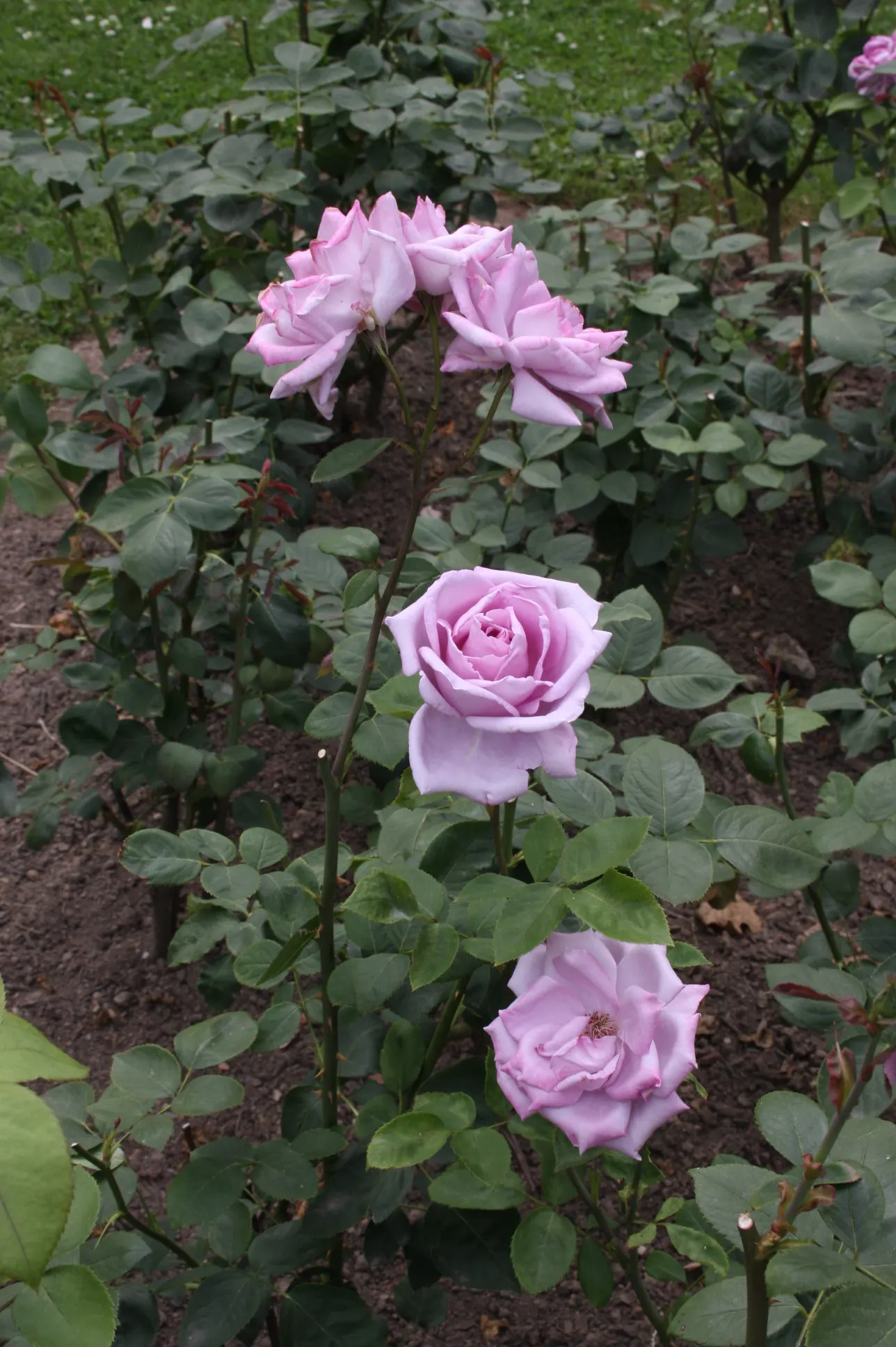 Blue Moon Hybrid Tea Rose (Rosa 'Blue Moon') — which slowly unfurl to reveal their rich