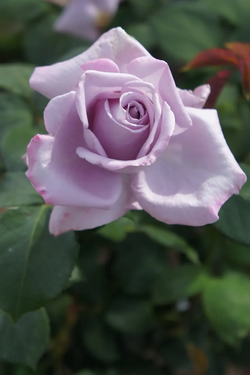 Blue Moon Hybrid Tea Rose (Rosa 'Blue Moon') — you can expect recurrent flushes of flowers