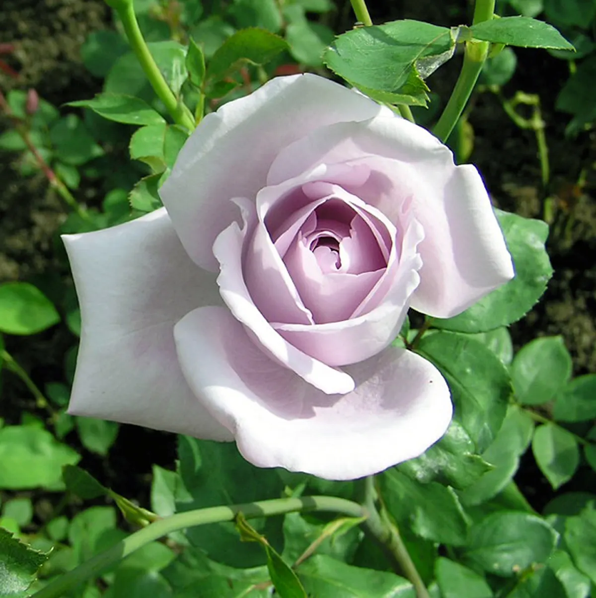 Blue Moon Hybrid Tea Rose (Rosa 'Blue Moon') — with a preference for a slightly acidic to neutral pH between 6.0-7.0