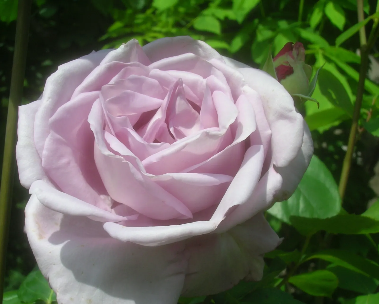 Blue Moon Hybrid Tea Rose (Rosa 'Blue Moon') — This rose variety produces large, fragrant flowers up to 4 inches across, set against dark green foliage