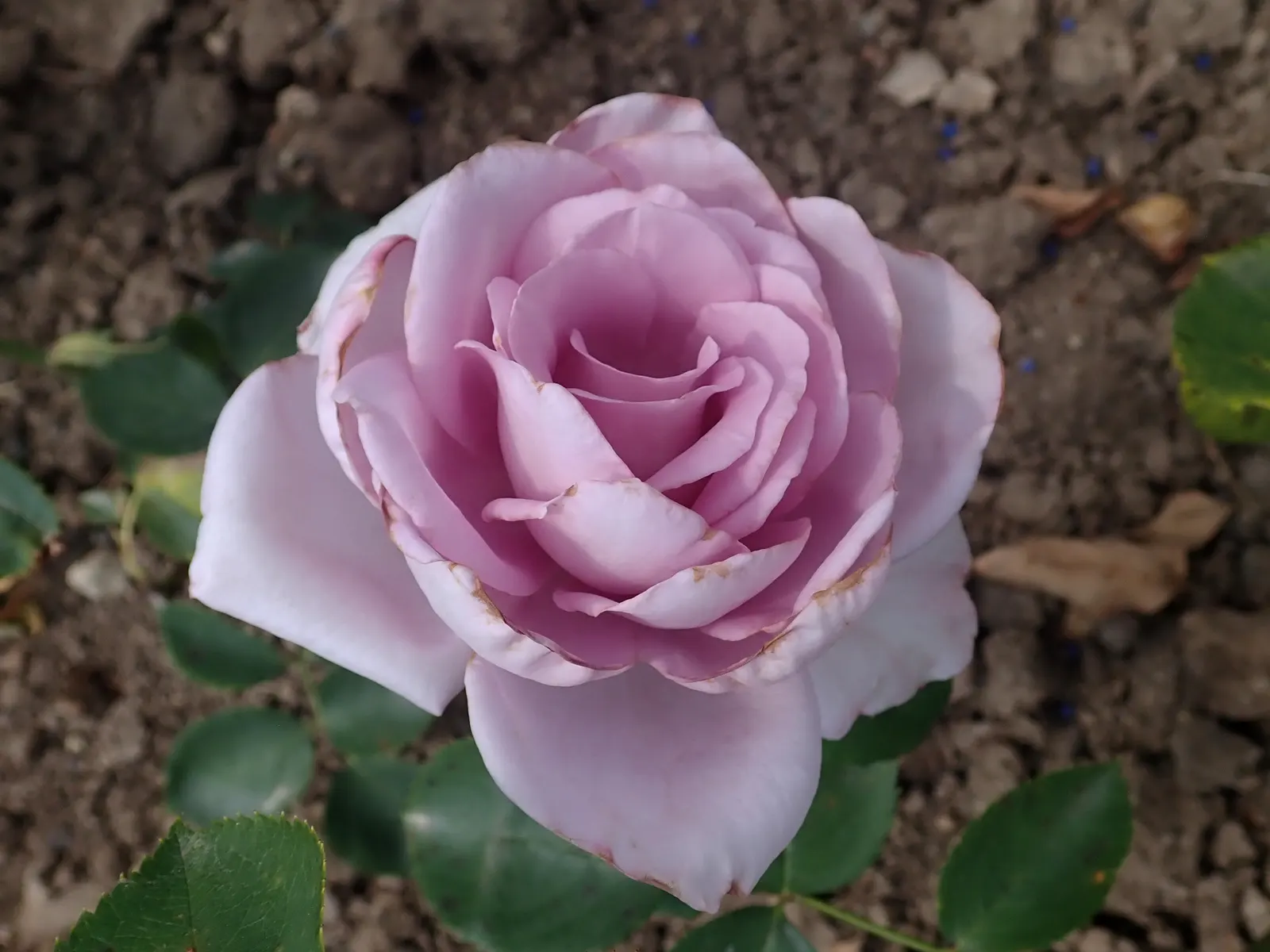 Blue Moon Hybrid Tea Rose (Rosa 'Blue Moon') — is a captivating floral specimen known for its unique lavender-blue blooms