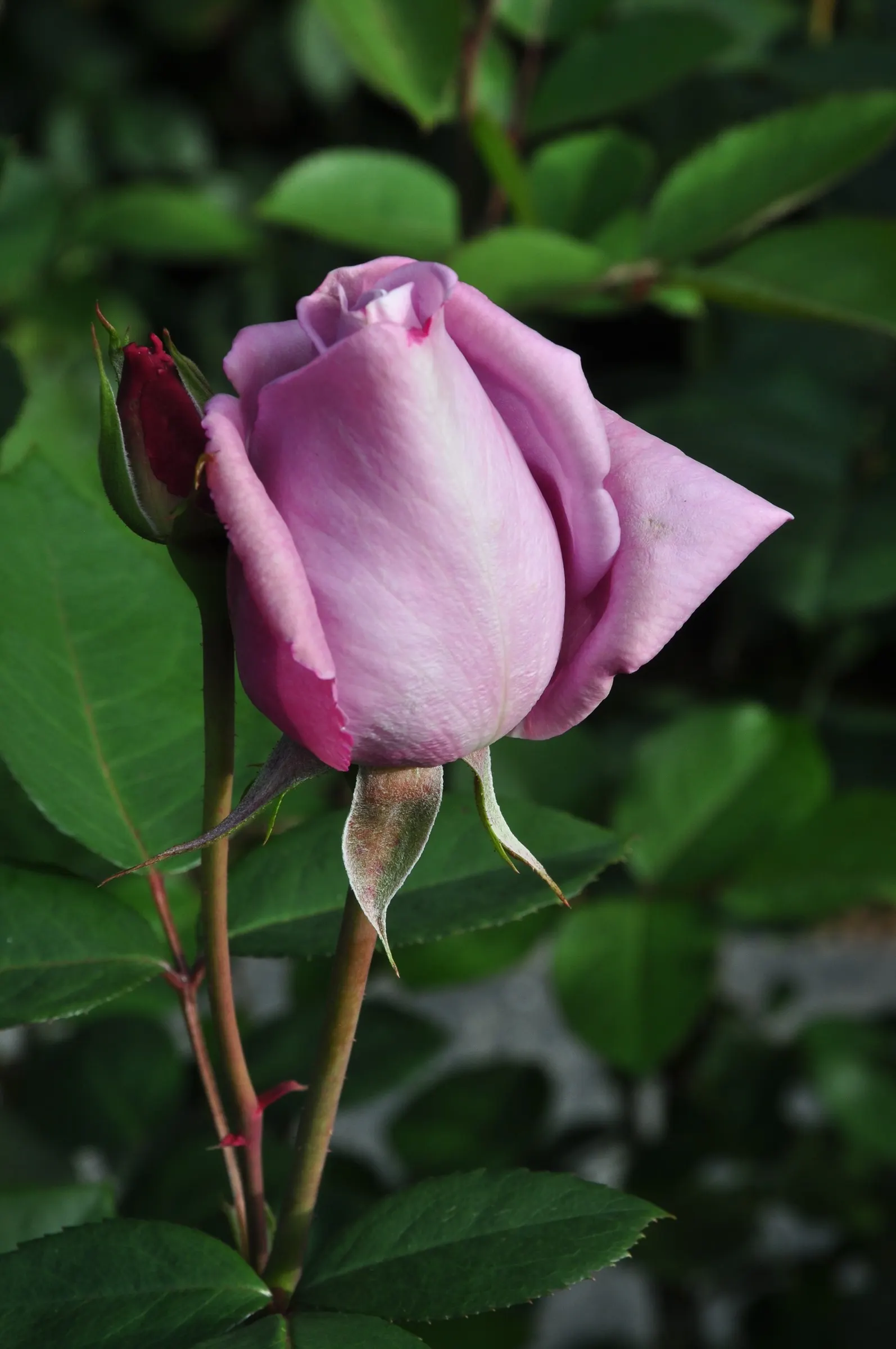 Blue Moon Hybrid Tea Rose (Rosa 'Blue Moon') — Regular watering is imperative