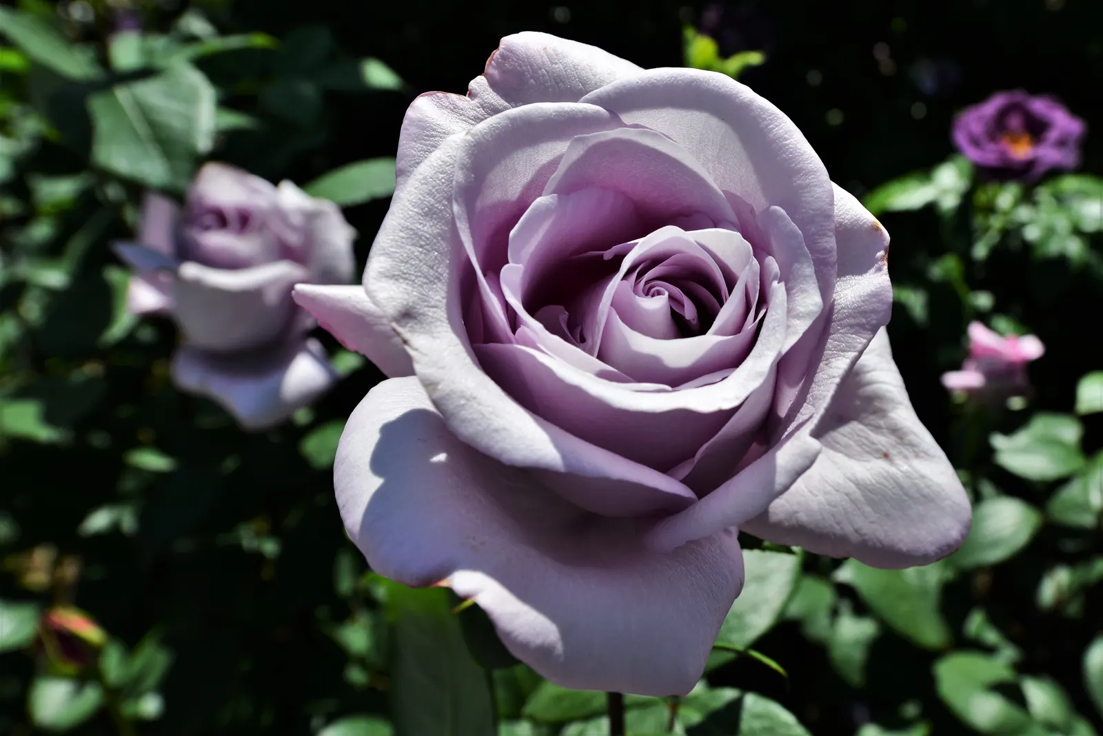 Blue Moon Hybrid Tea Rose (Rosa 'Blue Moon') — The 'Blue Moon' typically exhibits a classic high-centered bloom form