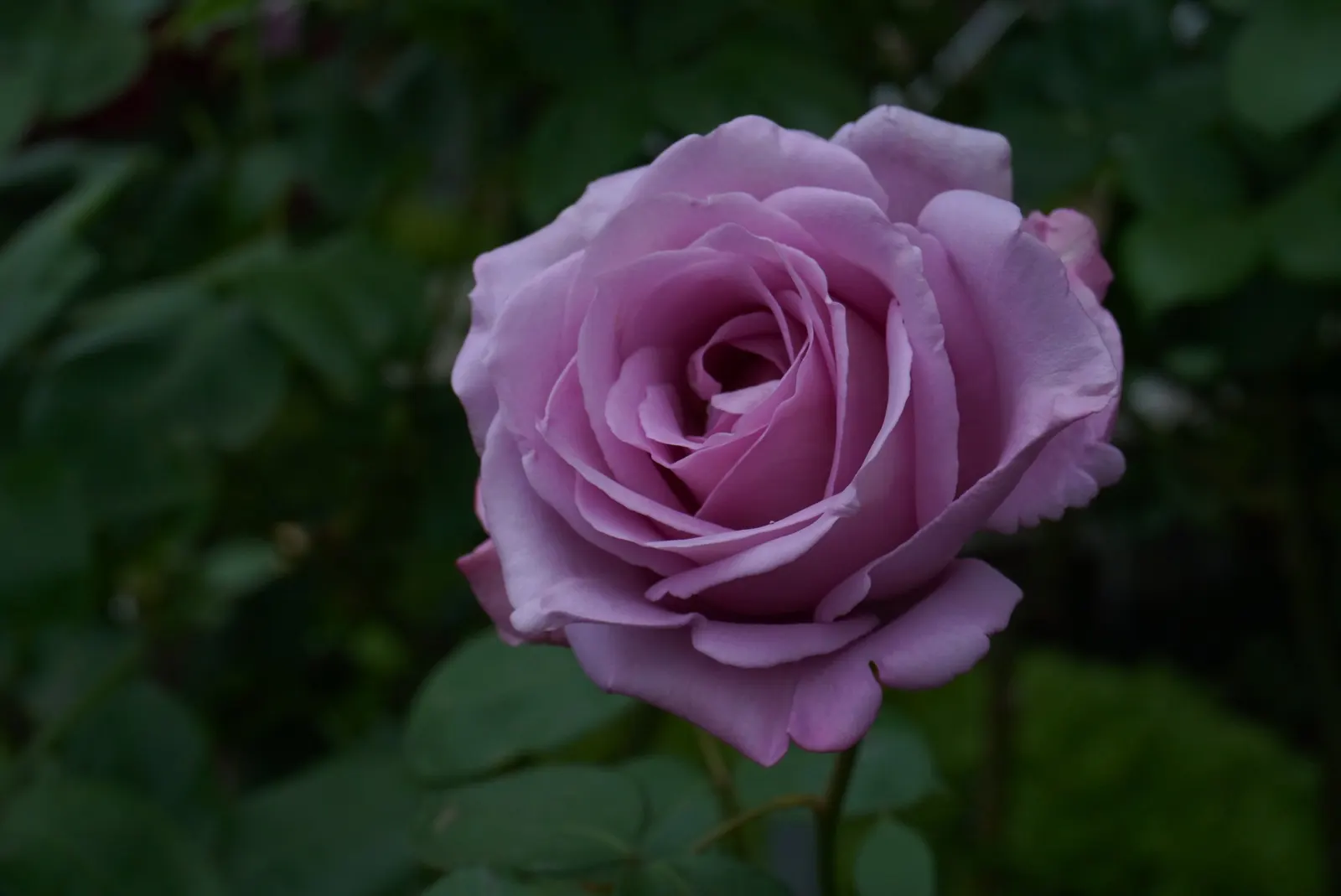 Blue Moon Hybrid Tea Rose (Rosa 'Blue Moon') — with 30 to 35 petals per flower