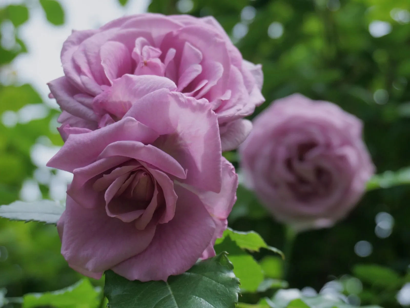 Blue Moon Hybrid Tea Rose (Rosa 'Blue Moon') — Prefers full sun exposure and well-drained soil