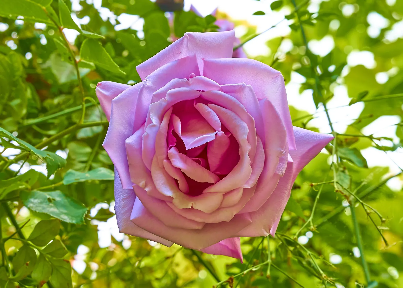 Blue Moon Hybrid Tea Rose (Rosa 'Blue Moon') — plant the Rosa 'Blue Moon' in well-draining loamy soil