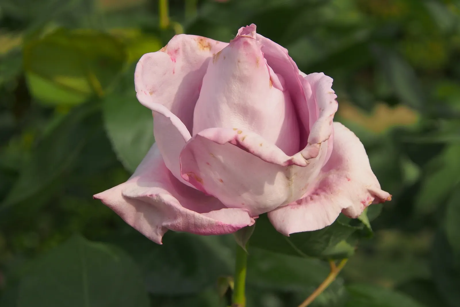 Blue Moon Hybrid Tea Rose (Rosa 'Blue Moon') — It reaches a mature height of 3 to 5 feet and spreads about 2 to 3 feet wide