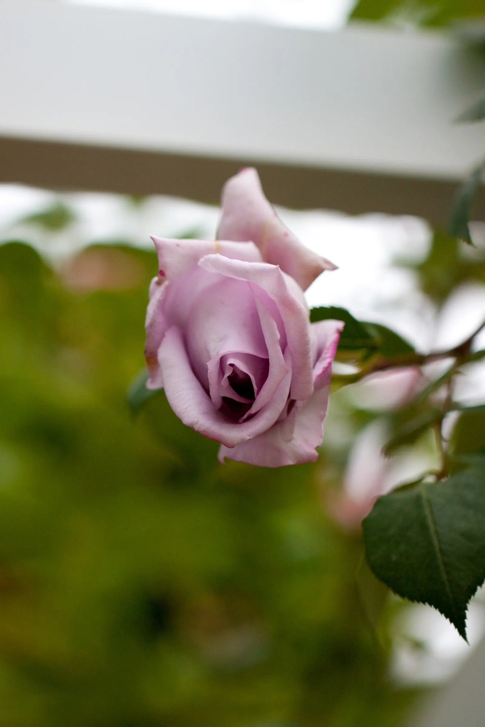 Blue Moon Hybrid Tea Rose (Rosa 'Blue Moon') — particularly during dry spells