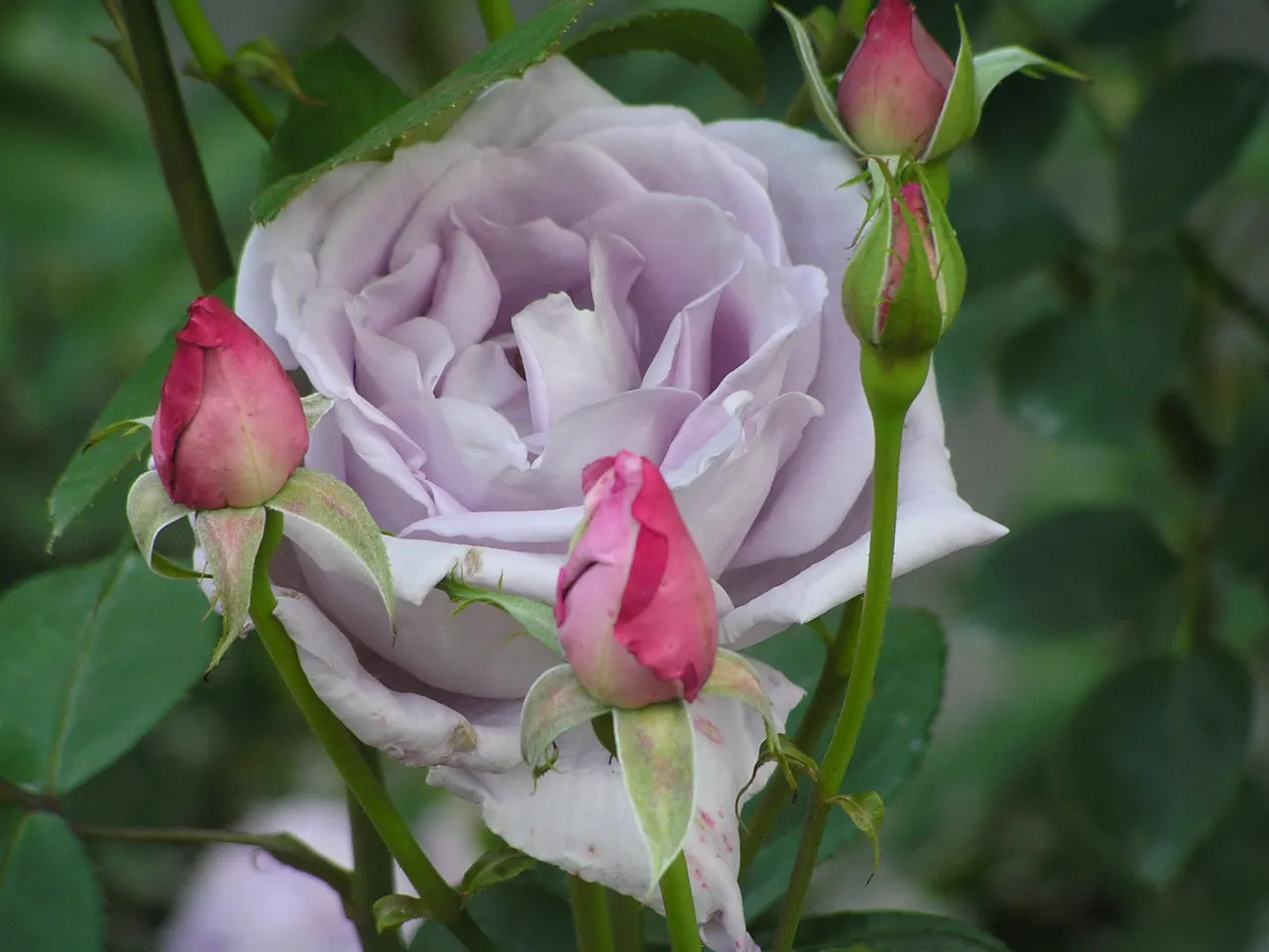 Blue Moon Hybrid Tea Rose (Rosa 'Blue Moon') — ensuring the location receives full sun exposure for a minimum of six hours per day