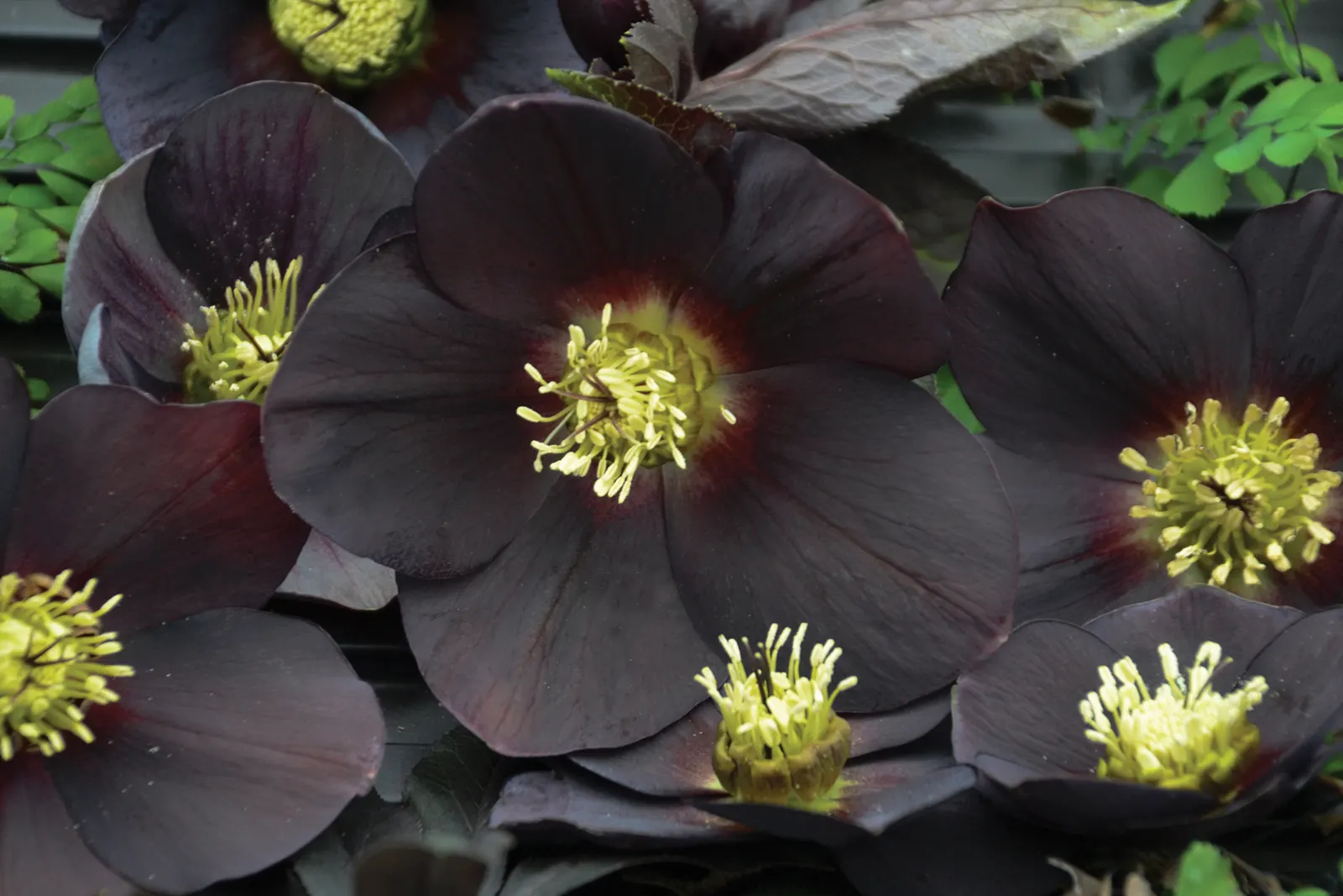 Honeymoon® New York Night (Helleborus hybrid) — Helleborus 'New York Night' is an elegant perennial known for its deep