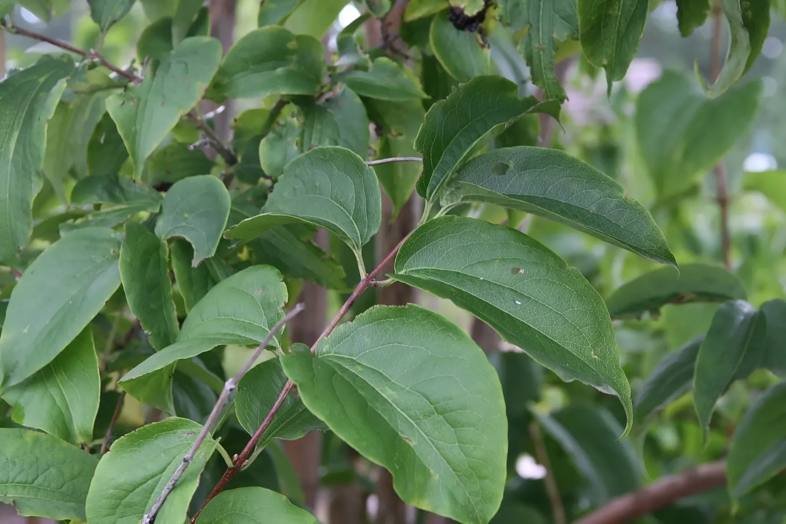 Seven Son Flower (Heptacodium Miconiodes) — It thrives in full sun to partial shade; it exhibits drought tolerance