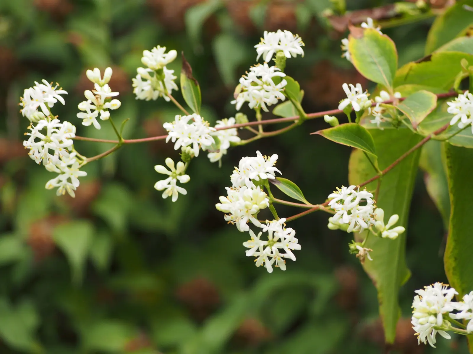 Seven Son Flower (Heptacodium Miconiodes) — Prefers full sun to part shade and well-drained soil