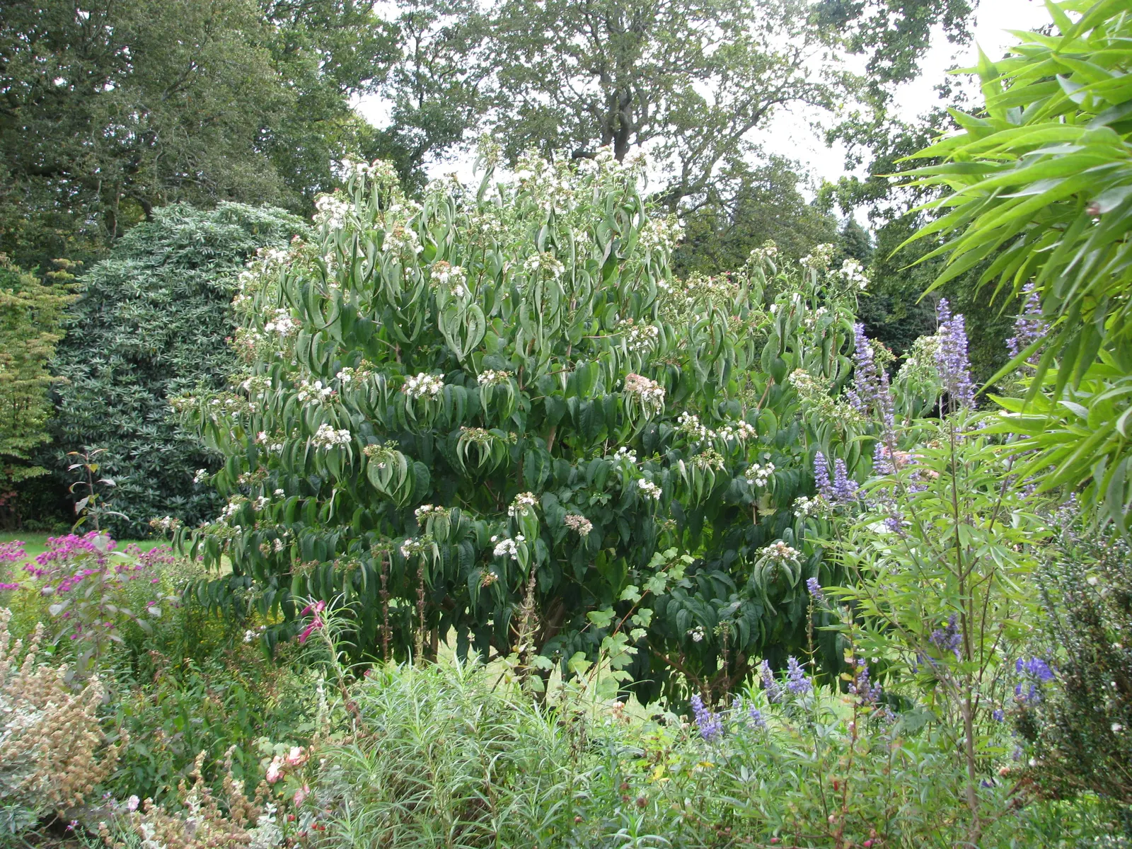 Seven Son Flower (Heptacodium Miconiodes) — Hardy to USDA Zone 5, it's ideal for mixed borders and specimen plantings