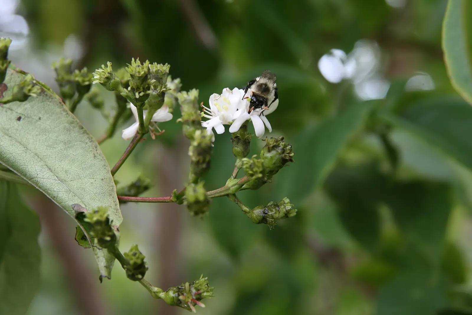 Seven Son Flower (Heptacodium Miconiodes) — offering a second flush of color into the autumn season.<br><br>Hardy in USDA zones 5 through 9