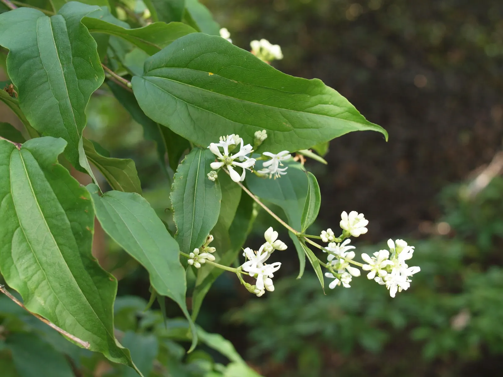 Seven Son Flower (Heptacodium Miconiodes) — highly esteemed for both its ornamental and ecological value