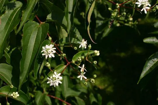 Seven Son Flower (Heptacodium Miconiodes) — exhibits a vase-shaped growth habit that can add an elegant dimension to landscape designs