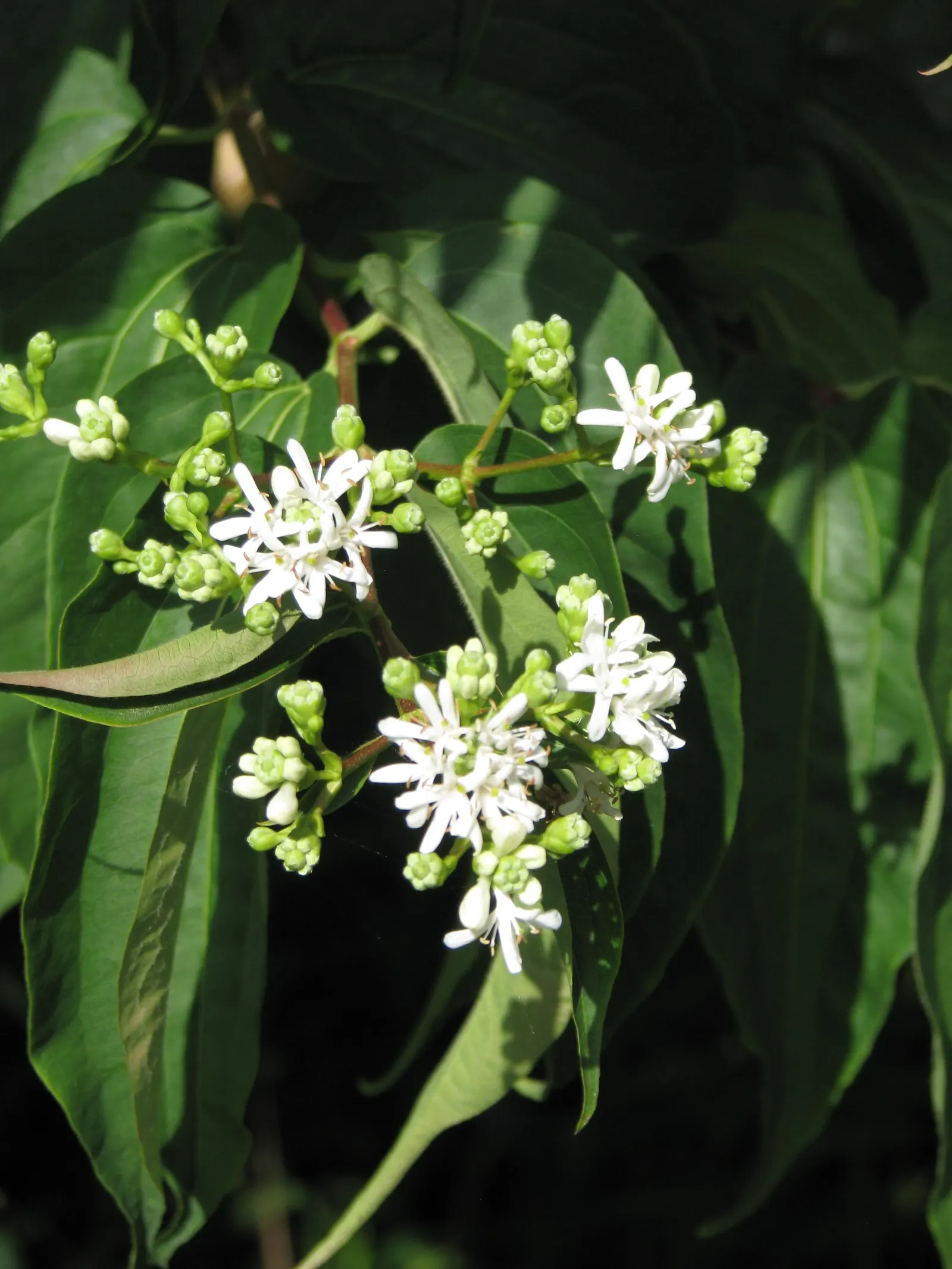 Seven Son Flower (Heptacodium Miconiodes) — Prefers full sun to part shade and well-drained soil; it boasts fragrant white flowers in late summer that give way