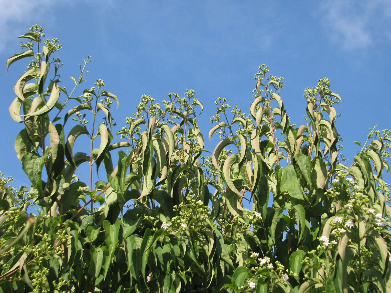 Seven Son Flower (Heptacodium Miconiodes) — highly esteemed for both its ornamental and ecological value; maturing at 15-20 feet tall and 10-15 feet wide