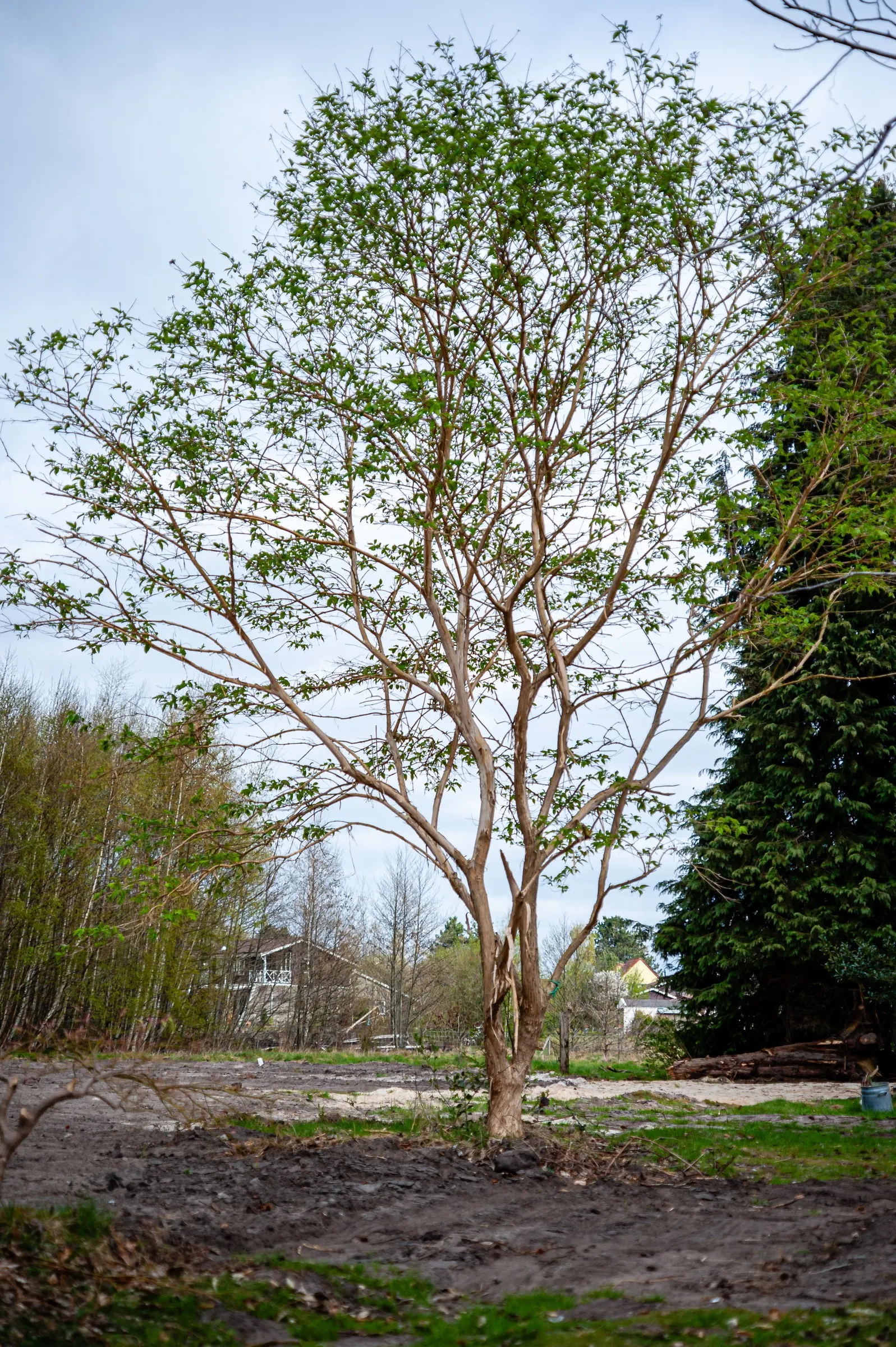 Seven Son Flower (Heptacodium Miconiodes) — typically maturing to a height of 15 to 20 feet with a spread of 8 to 10 feet