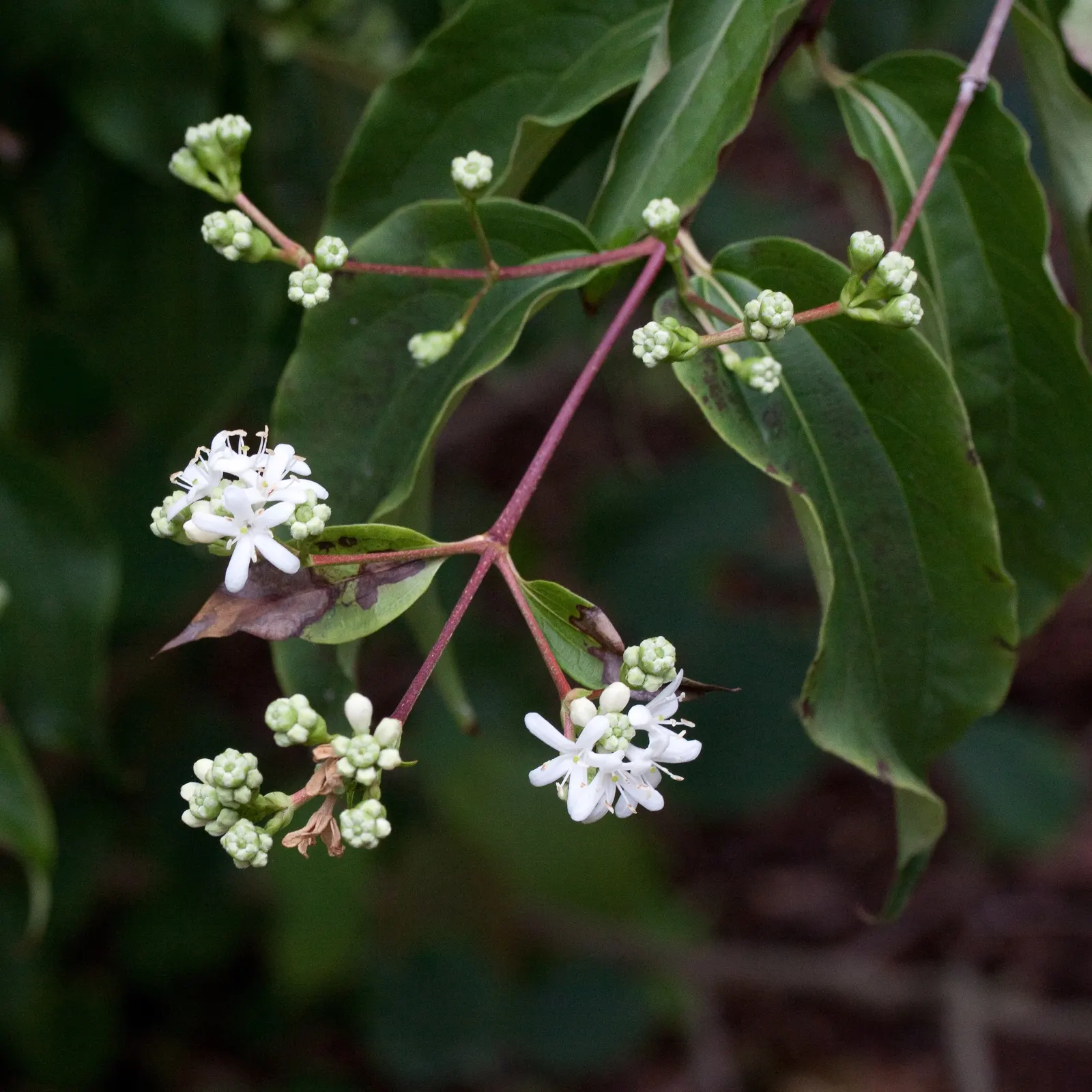 Seven Son Flower (Heptacodium Miconiodes) — is a distinctive deciduous shrub or small tree; when considering this plant for a garden