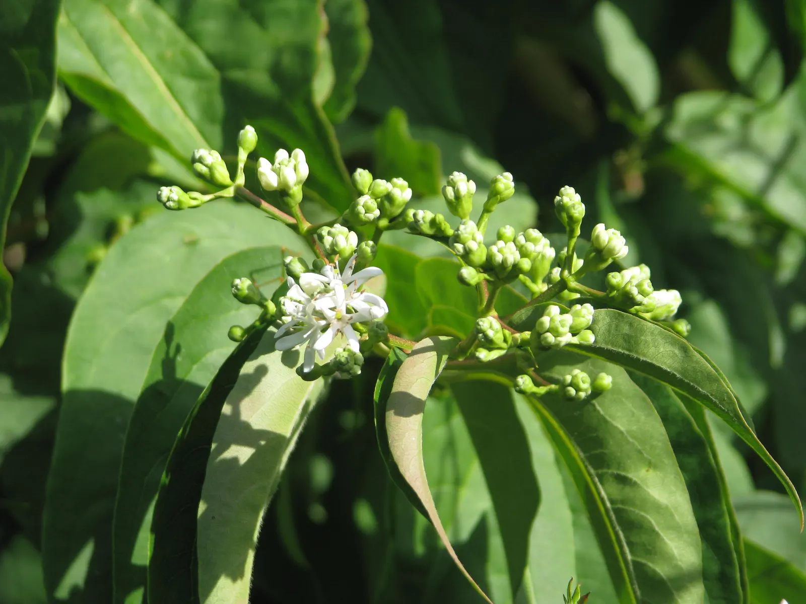 Seven Son Flower (Heptacodium Miconiodes) — Its bark exfoliates in thin sheets; its late-season blooms provide vital nectar for bees and butterflies