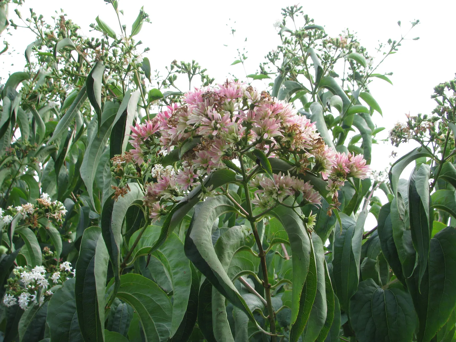 Seven Son Flower (Heptacodium Miconiodes) — typically maturing to a height of 15 to 20 feet with a spread of 8 to 10 feet; highly esteemed for both its