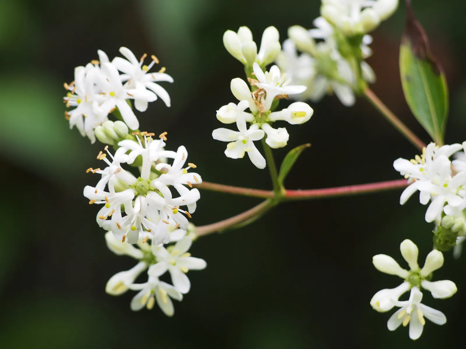Seven Son Flower (Heptacodium Miconiodes) — With exfoliating bark and a vase-shaped growth, it offers multi-season interest