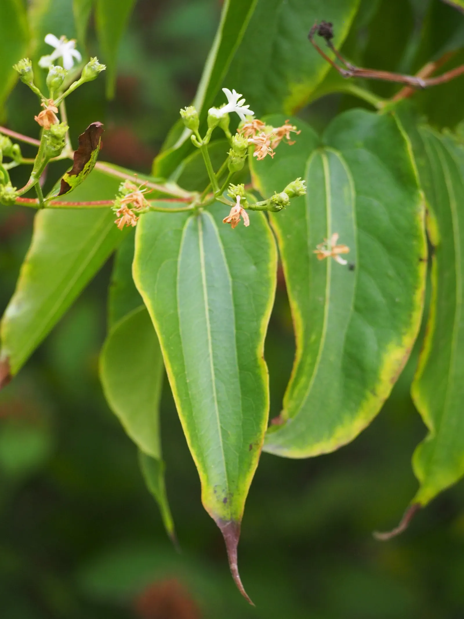 Seven Son Flower (Heptacodium Miconiodes) — Heptacodium miconioides is well-adapted to a variety of soil types