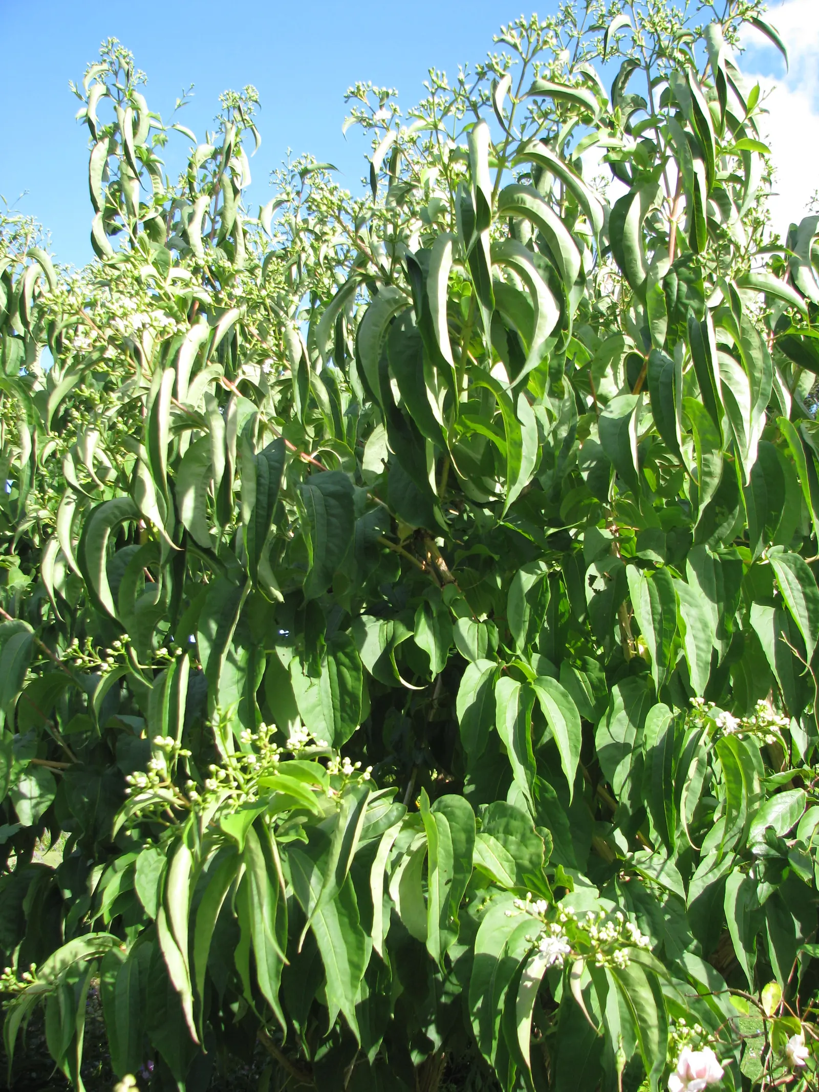 Seven Son Flower (Heptacodium Miconiodes) — Hardy to USDA Zone 5, it's ideal for mixed borders and specimen plantings; typically maturing to a height of 15 to
