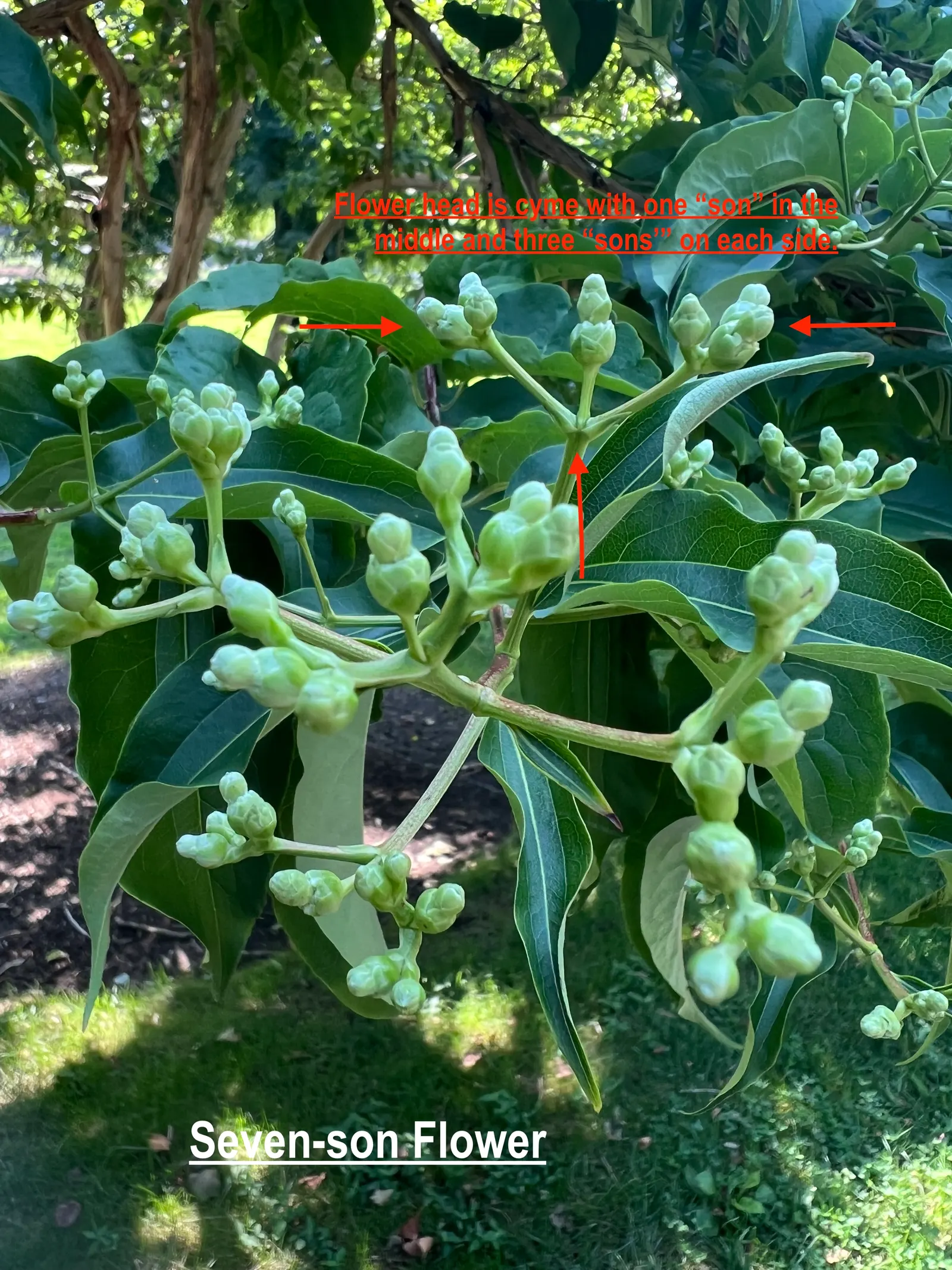 Seven Son Flower (Heptacodium Miconiodes) — which bloom profusely in late summer to early fall; is a distinctive deciduous shrub or small tree