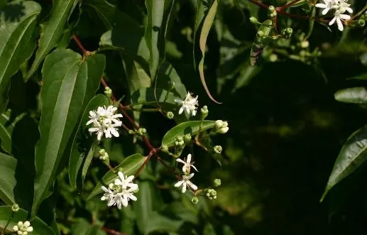 Seven Son Flower (Heptacodium Miconiodes) — pink and white flowers in the garden; its bark exfoliates in thin sheets