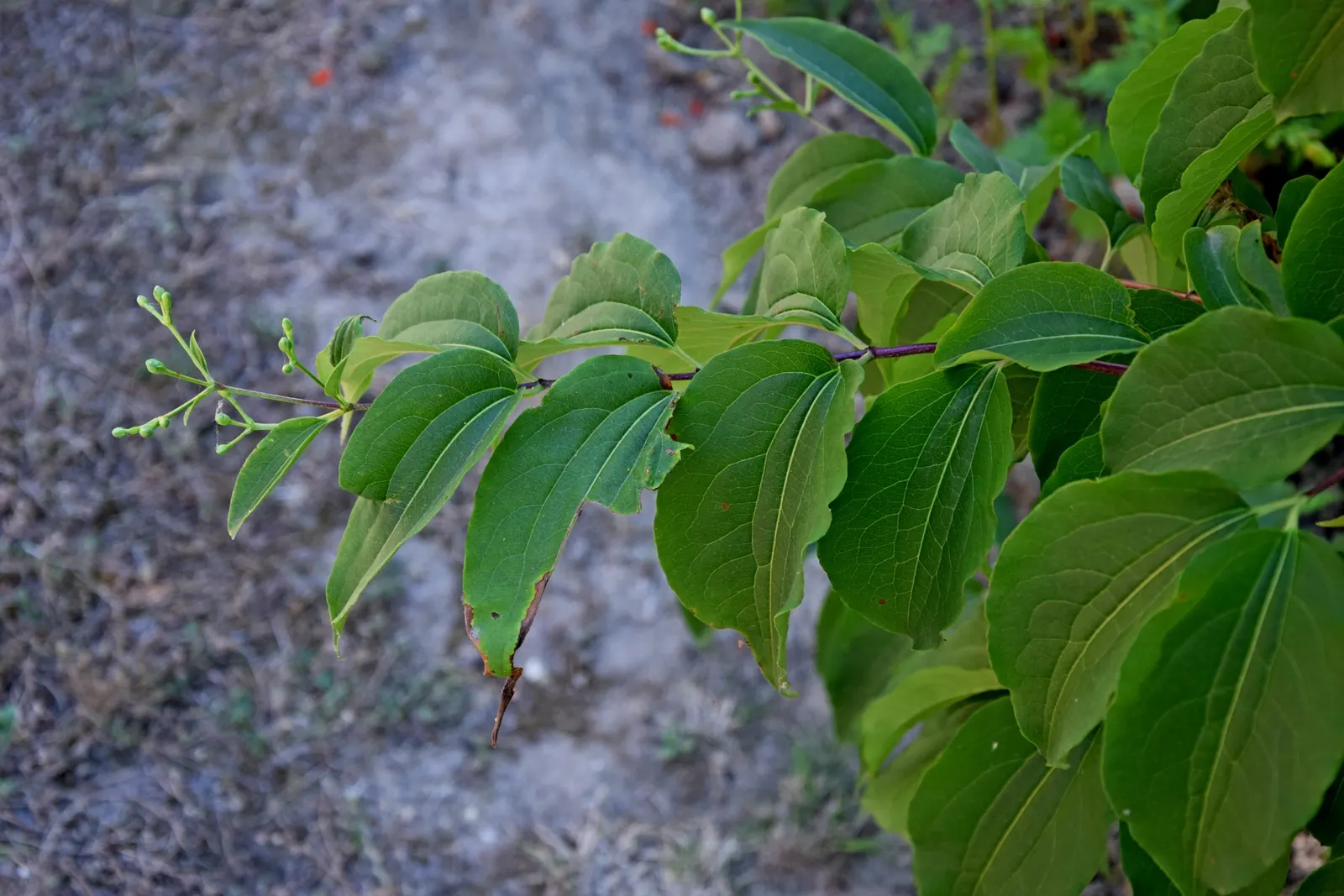 Seven Son Flower (Heptacodium Miconiodes) — known scientifically as Heptacodium miconioides; offering a second flush of color into the autumn