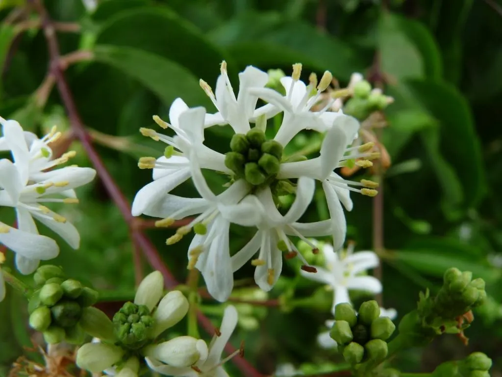 Seven Son Flower (Heptacodium Miconiodes) — Its bark exfoliates in thin sheets