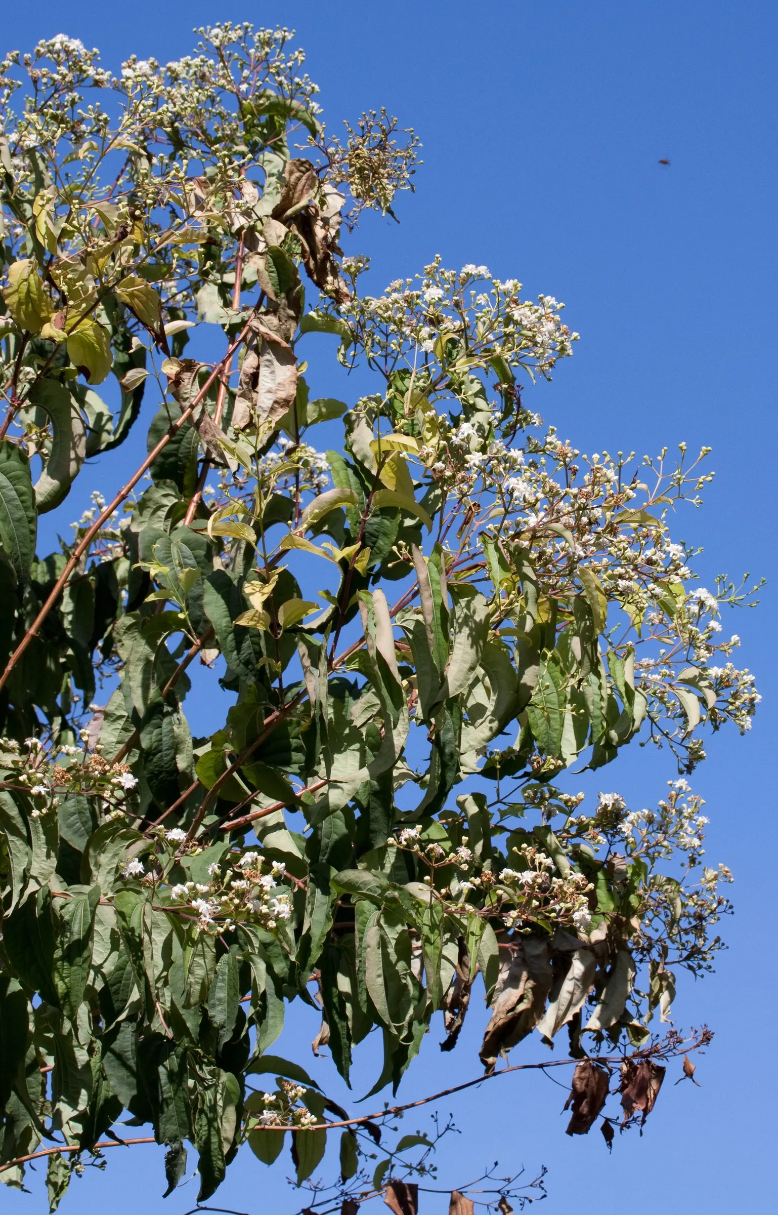 Seven Son Flower (Heptacodium Miconiodes) — known scientifically as Heptacodium miconioides