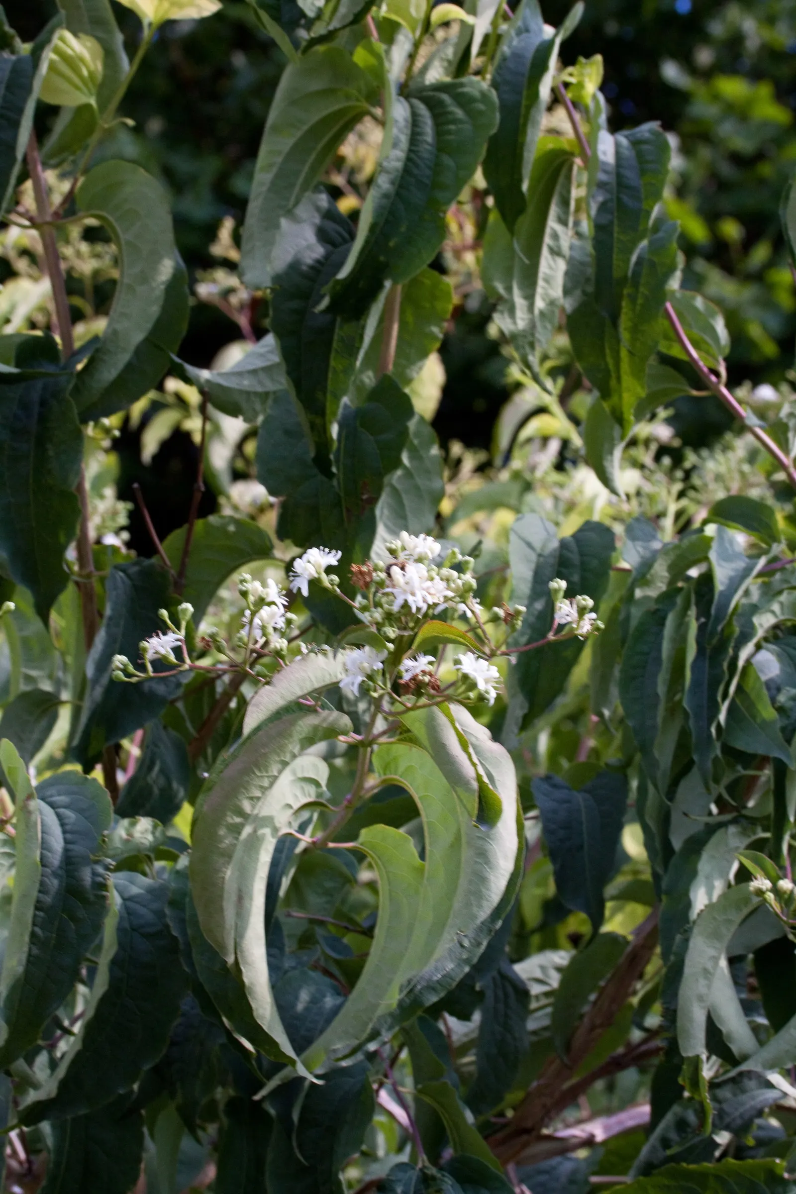 Seven Son Flower (Heptacodium Miconiodes) — it boasts fragrant white flowers in late summer that give way to showy red bracts