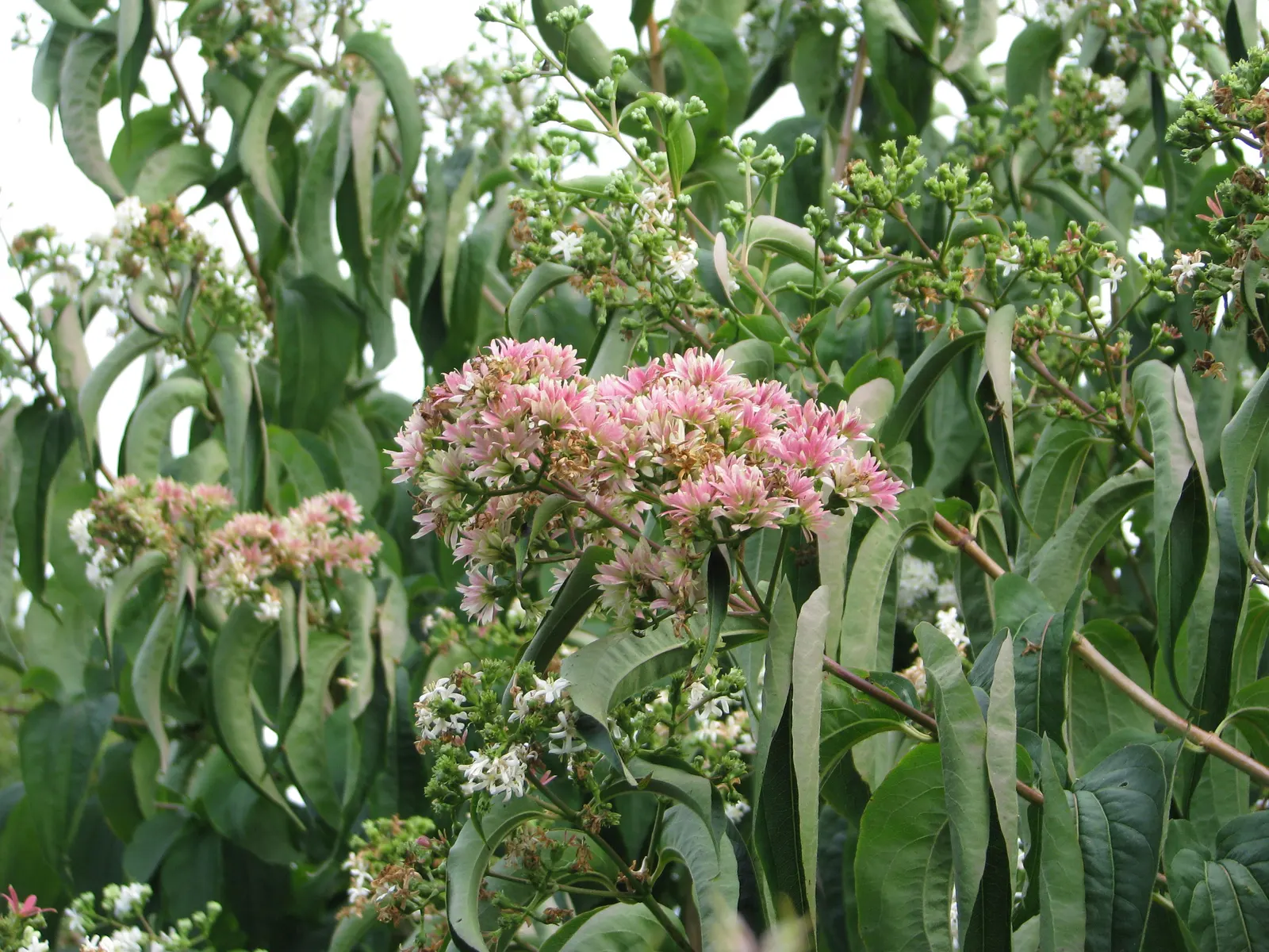 Seven Son Flower (Heptacodium Miconiodes) — it boasts fragrant white flowers in late summer that give way to showy red bracts; heptacodium miconioides is