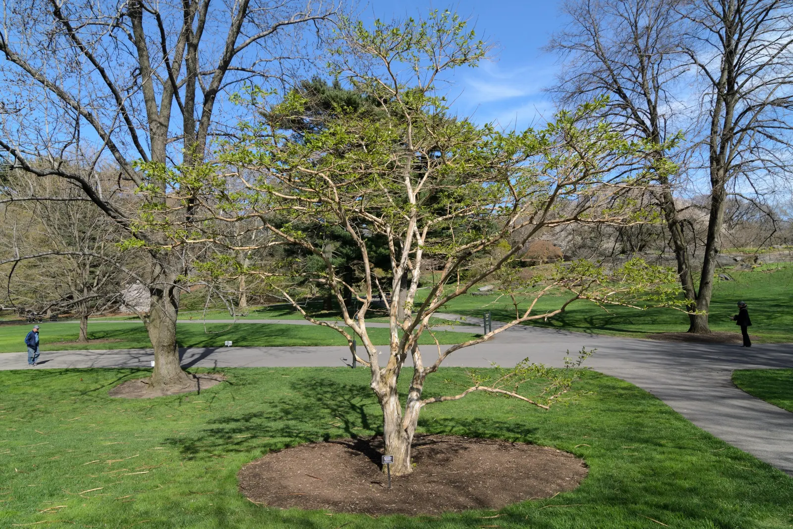 Seven Son Flower (Heptacodium Miconiodes) — shrub / tree for full