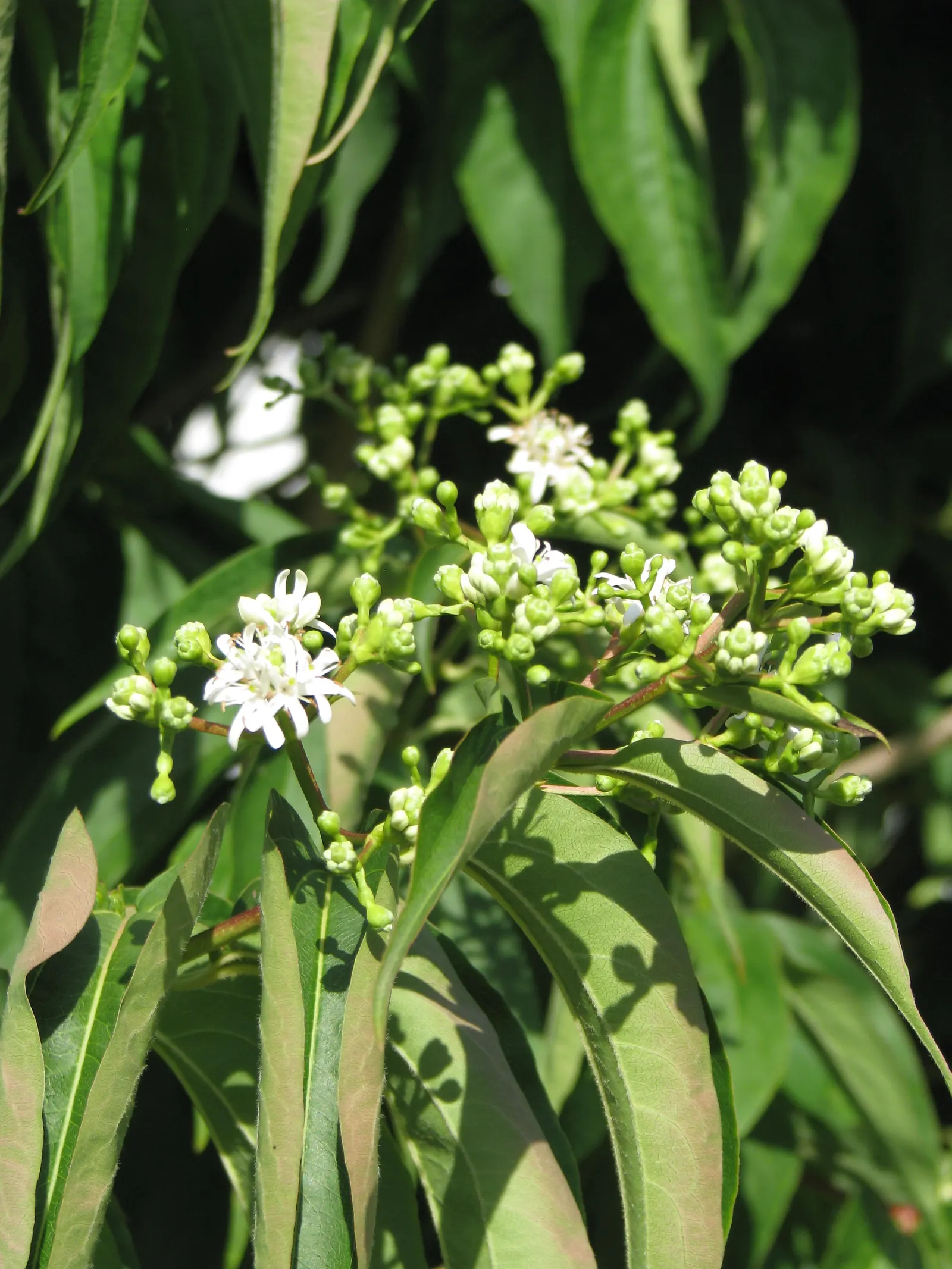 Seven Son Flower (Heptacodium Miconiodes) — shrub / tree with pink and white blooms; though it prefers well-drained soils