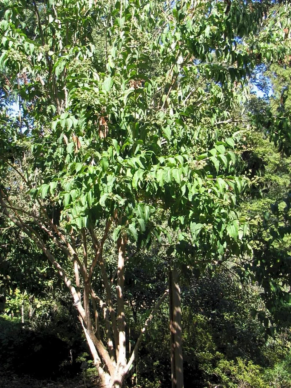 Seven Son Flower (Heptacodium Miconiodes) — Maturing at 15-20 feet tall and 10-15 feet wide; exhibits a vase-shaped growth habit that can add an elegant