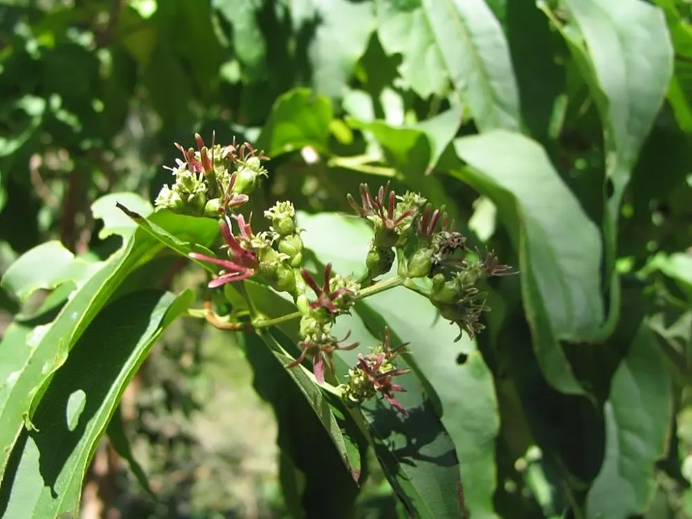 Seven Son Flower (Heptacodium Miconiodes) — shrub / tree with pink and white blooms