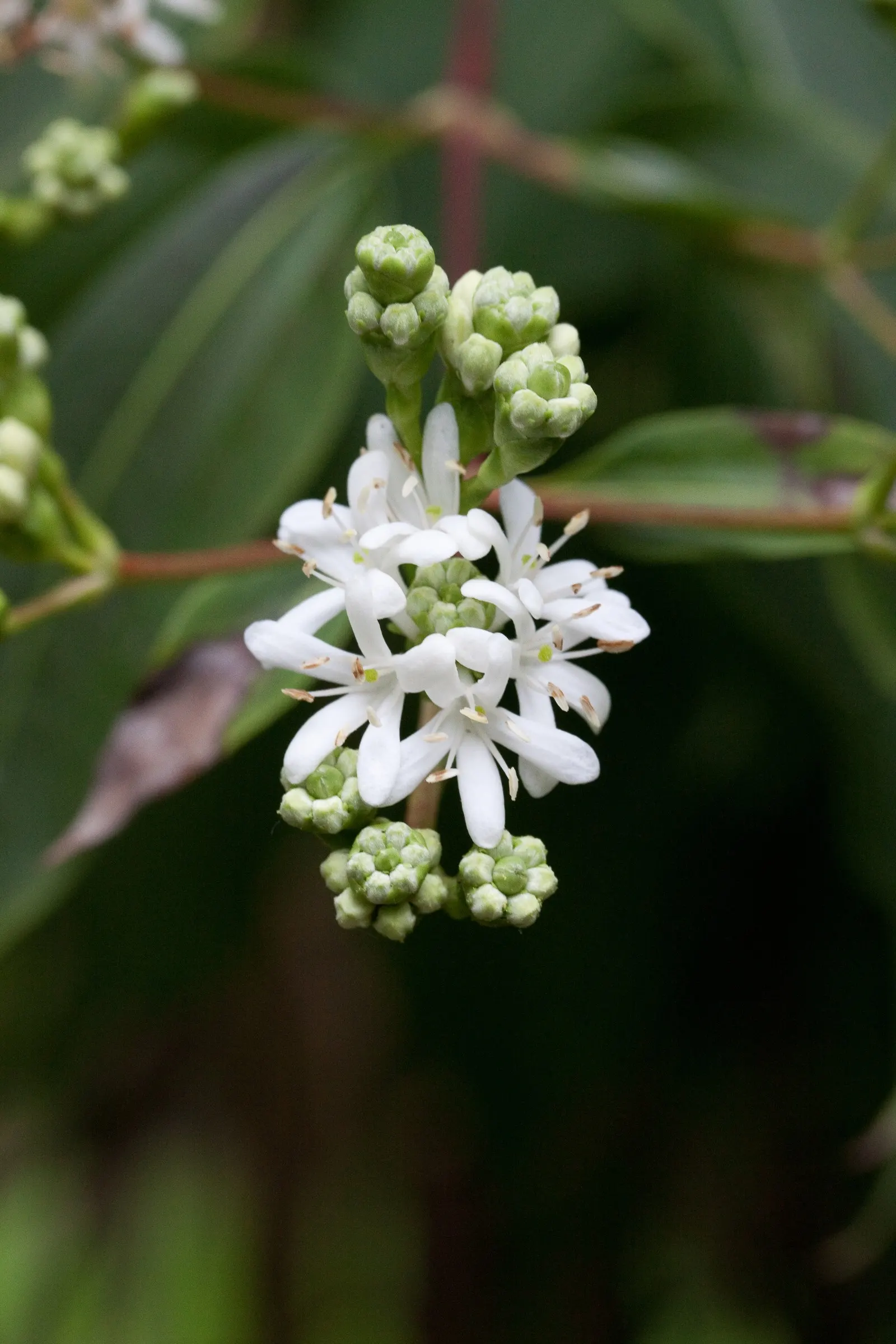 Seven Son Flower (Heptacodium Miconiodes) — When considering this plant for a garden; it thrives in full sun to partial shade