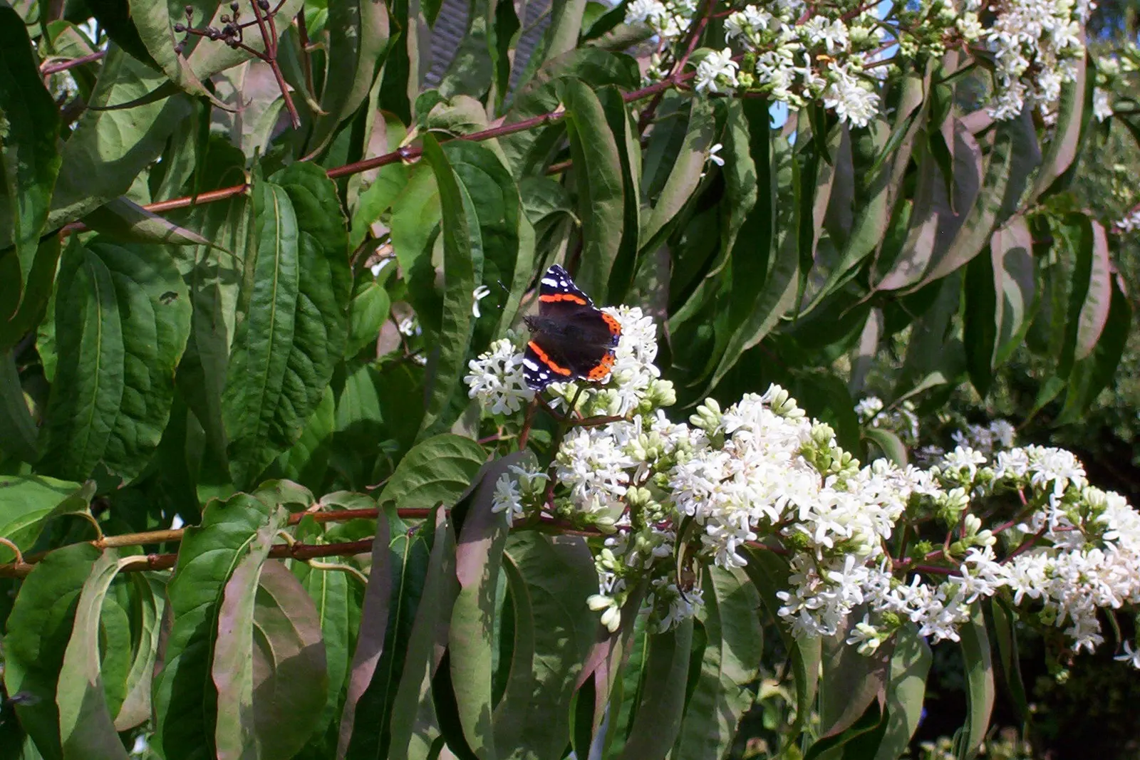 Seven Son Flower (Heptacodium Miconiodes) — With exfoliating bark and a vase-shaped growth, it offers multi-season interest; one should allow ample space for
