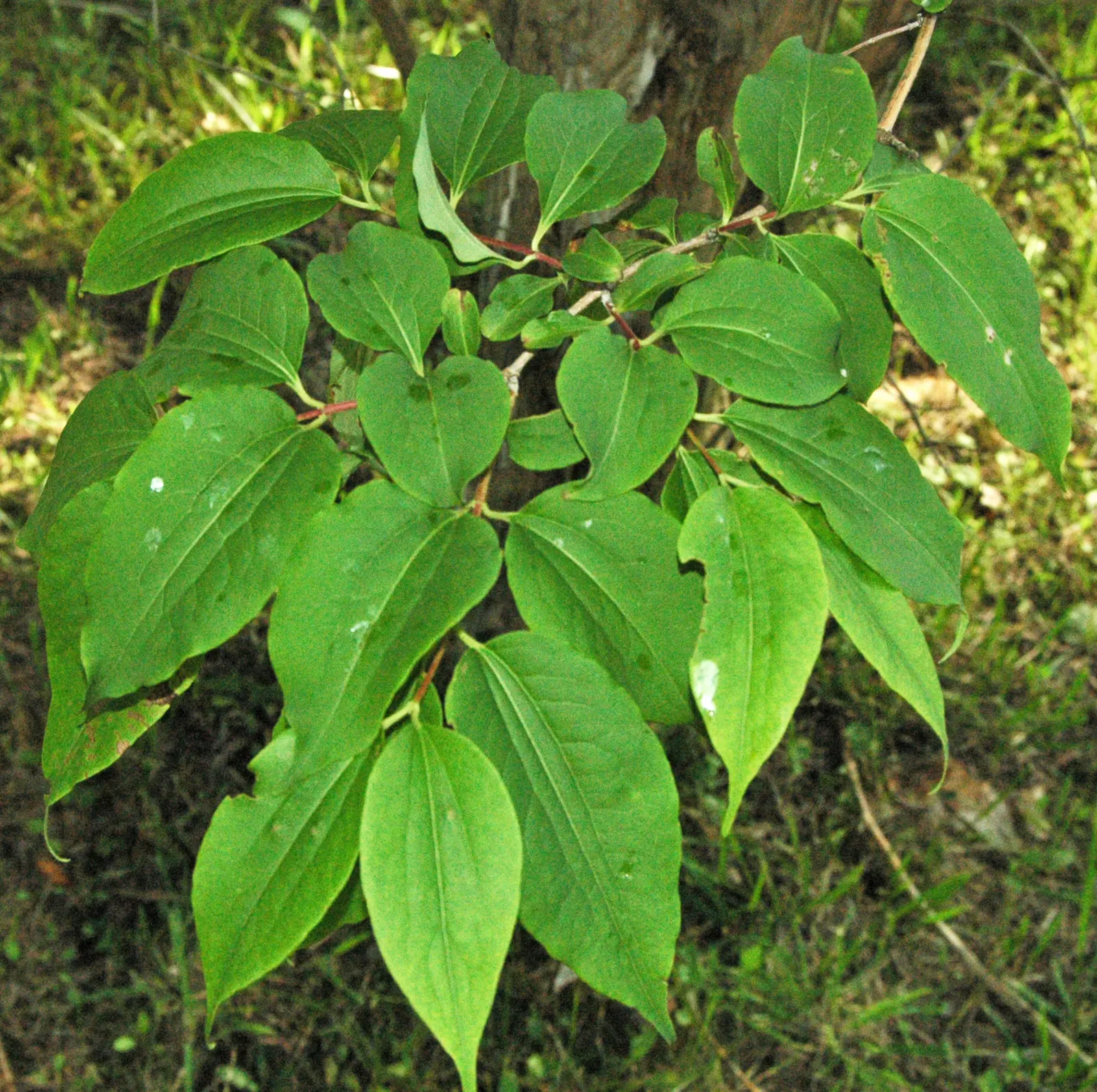 Seven Son Flower (Heptacodium Miconiodes) — It thrives in full sun to partial shade