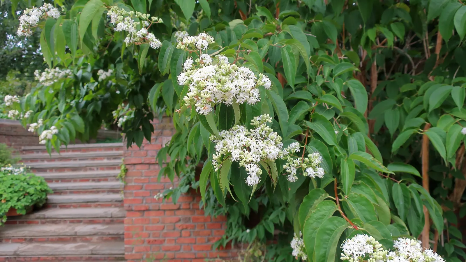Seven Son Flower (Heptacodium Miconiodes) — one should allow ample space for its mature size and appreciate its multi-season display