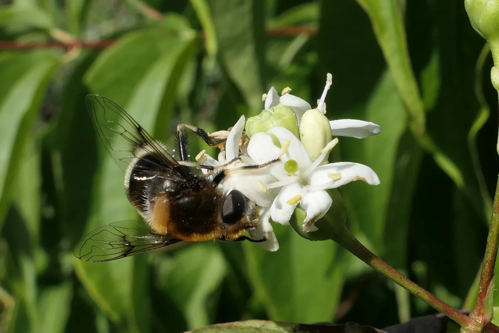 Seven Son Flower (Heptacodium Miconiodes) — When considering this plant for a garden