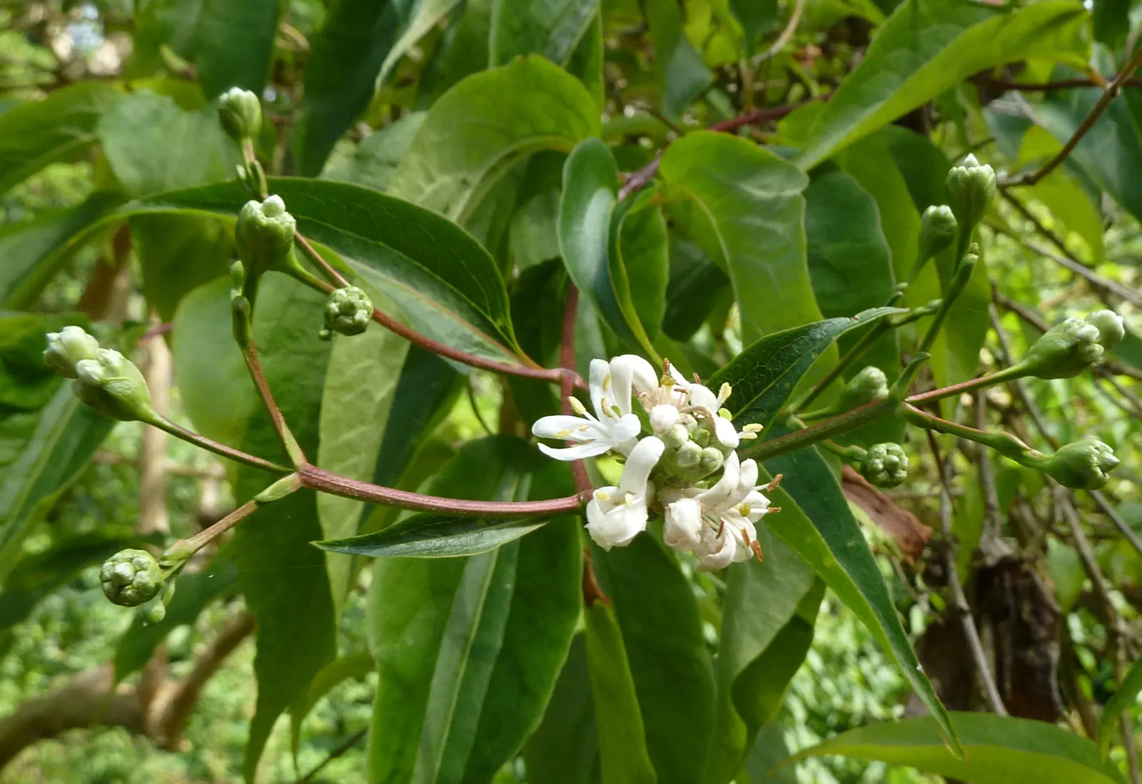 Seven Son Flower (Heptacodium Miconiodes) — making it a resilient choice for varied landscapes.<br><br>A haven for pollinators